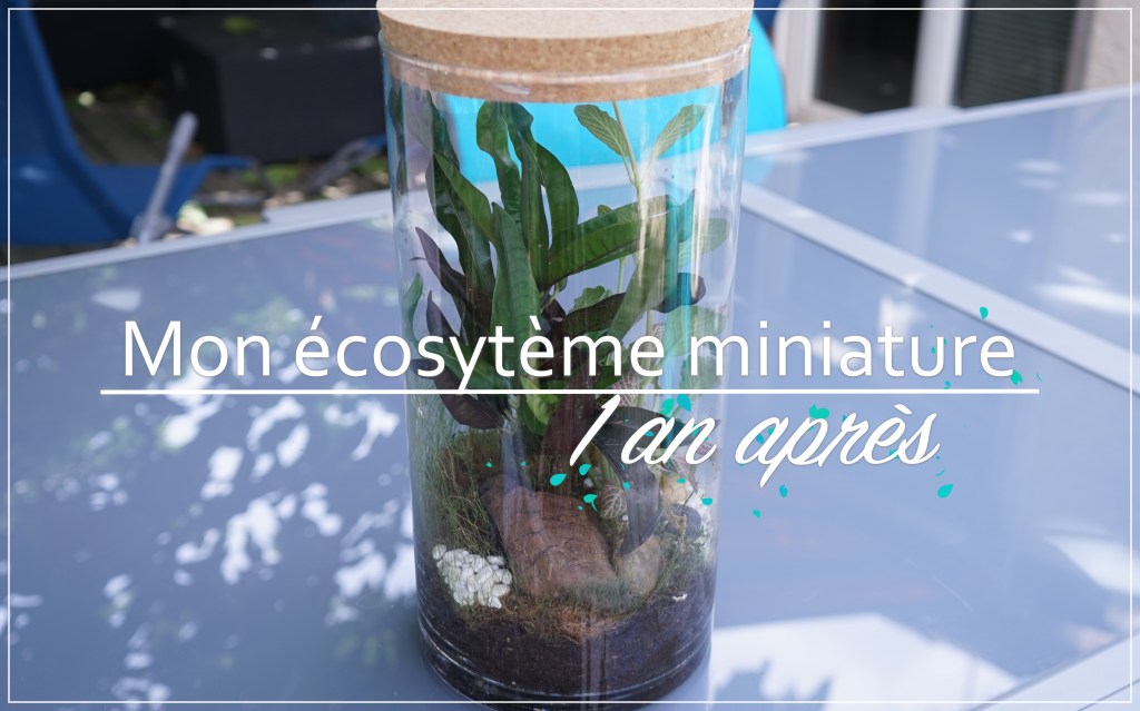 Mon écosystème miniature, un an&nbsp;après